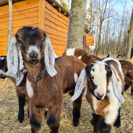 Istvan Parkhotel Es Gasztrofarm Sormás 外观 照片